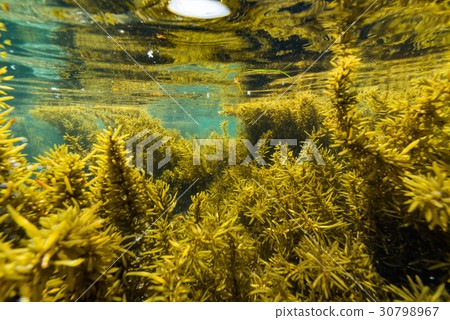 來自Hayama的海藻 30798967