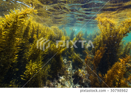 Seaweed from Hayama Seaweed from Hayama 30798982