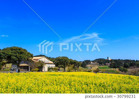 Nori no Oka Rape field 30799231