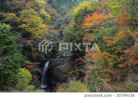 Takano Otaki of late autumn 30799336