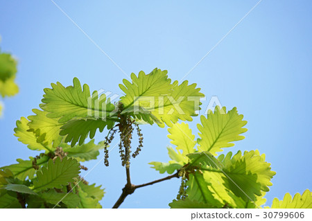 Kashiwa's fresh green leaves Kashiwa's fresh green leaves 30799606