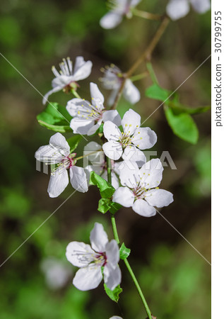 Blooming cherry Blooming cherry 30799755