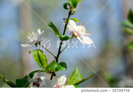 Blooming cherry Blooming cherry 30799756
