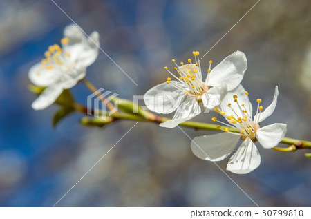 Blooming cherry Blooming cherry 30799810