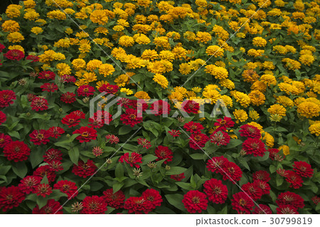 Red Yellow Fifty Fifty Red Yellow Fifty Fifty 30799819