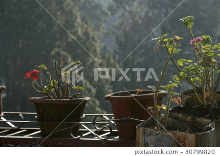 Sunshine on Flower Pots Sunshine on Flower Pots 30799820