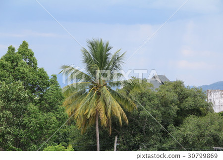 coconut tree jungle, Palms in the tropics coconut tree jungle, Palms in the tropics 30799869