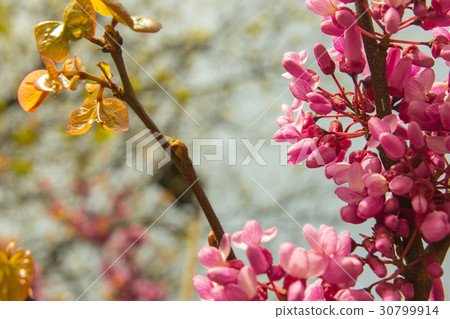 blossoming Cercis siliquastrum plant blossoming Cercis siliquastrum plant 30799914