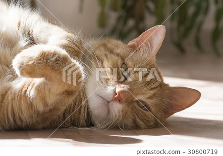 Ginger and white tabby cat Ginger and white tabby cat 30800719