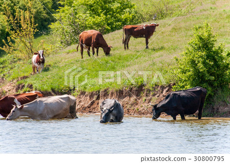 cows come to drink water from the lake in village cows come to drink water from the lake in village 30800795