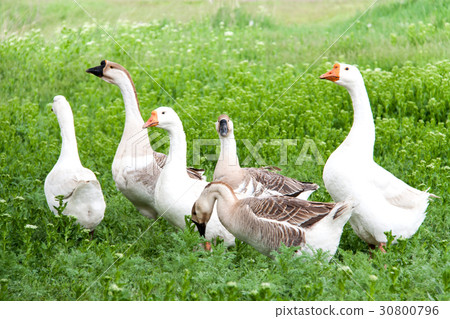 flock of geese grazing on green grass in the flock of geese grazing on green grass in the 30800796