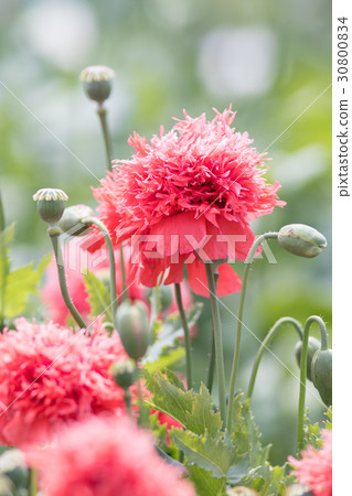 Raw material plant of opium "poppy (Yae somniferem kind)" @ Tokyo medicinal botanical garden 30800834