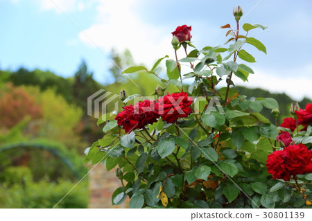 Rose garden 30801139