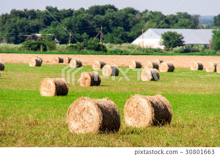 Summer Field with Hay Bales as background Summer Field with Hay Bales as background 30801663