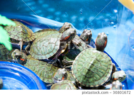 small turtles are sold in the market as pets small turtles are sold in the market as pets 30801672