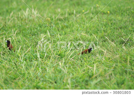 黑頭文鳥 30801803