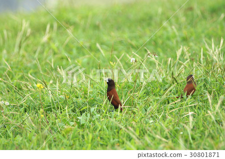 黑頭文鳥 30801871