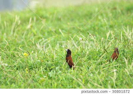 黑頭文鳥 30801872