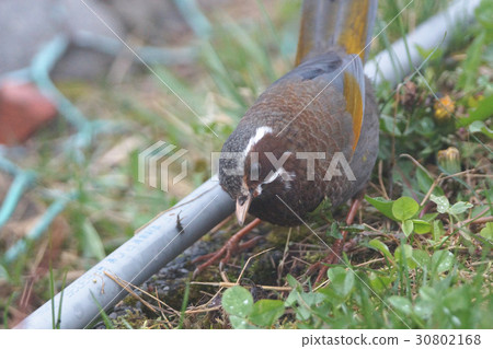 金翼白眉 金翼白眉 30802168