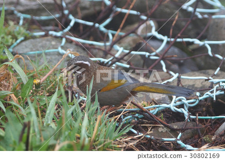 金翼白眉 30802169