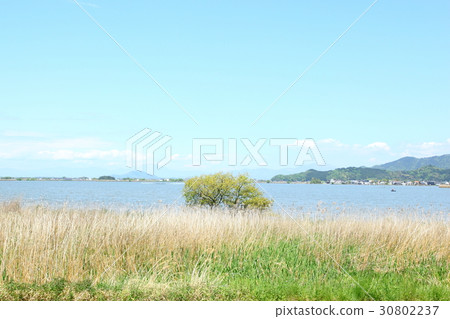Sainoko 30802237