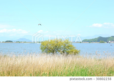 Sainoko 30802238