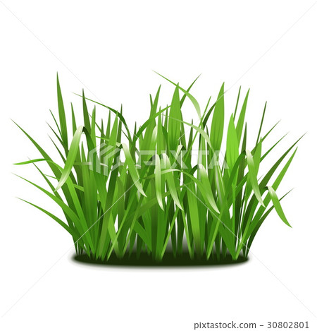 Vector Green Grass Vector Green Grass 30802801