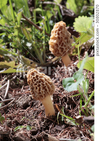 Mushrooms in the forest Amigasatake 30802870