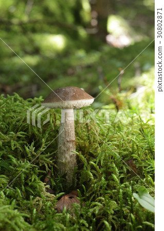 Mushrooms in the forest Yamaiguchi's companion Mushrooms in the forest Yamaiguchi's companion 30802871