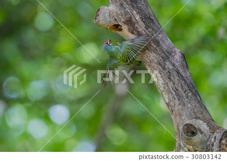 Coppersmith barbet Coppersmith barbet 30803142