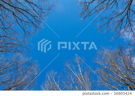 The canopy of tall trees 30803424