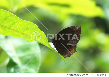 紫蛇目蝶 30803941