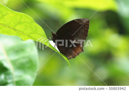 紫蛇目蝶 30803942