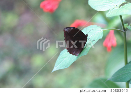 Purple snake butterfly 30803943