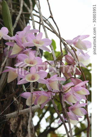 蘭花 蘭花 30803951