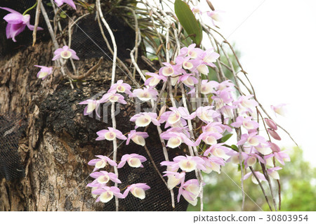 蘭花 蘭花 30803954