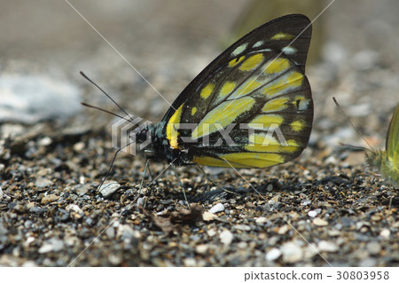 斑粉蝶 斑粉蝶 30803958