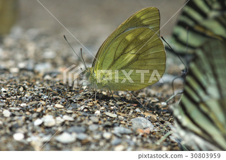 Light pink butterfly 30803959