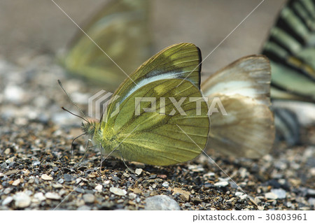 Light pink butterfly 30803961