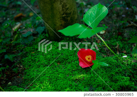 Camellia on the Moss 30803965