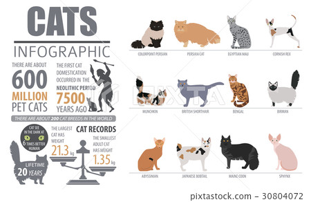 Cat breeds infographic template, icon isolated  30804072