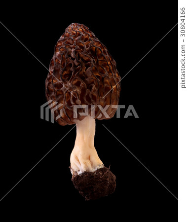 Edible wild mushrooms black back photography Togari Amigasatake 30804166