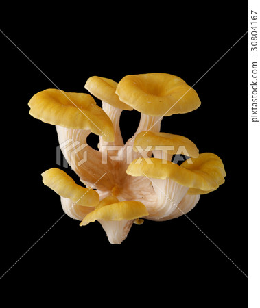 食用野生蘑菇黑背攝影Tamogitake 食用野生蘑菇黑背攝影Tamogitake 30804167