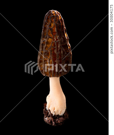 Edible wild mushrooms black back photography Togari Amigasatake 30804175