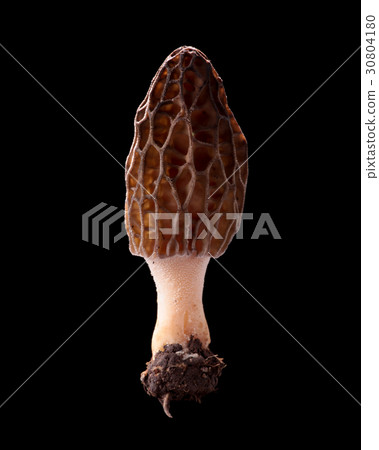 食用野生蘑菇黑背攝影Togari Amigasatake 食用野生蘑菇黑背攝影Togari Amigasatake 30804180