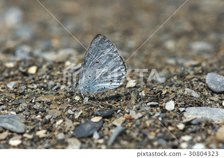 埔里琉璃小灰蝶 埔里琉璃小灰蝶 30804323