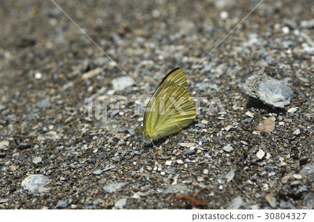淡紫粉蝶 淡紫粉蝶 30804327