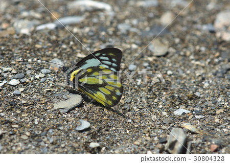 斑粉蝶 30804328