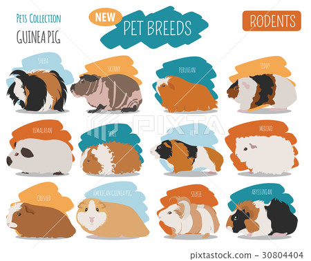 Guinea Pig breeds icon set flat style isolated Guinea Pig breeds icon set flat style isolated 30804404