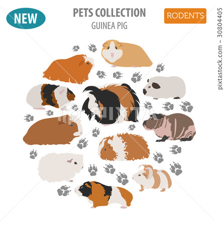 Guinea Pig breeds icon set flat style isolated Guinea Pig breeds icon set flat style isolated 30804405